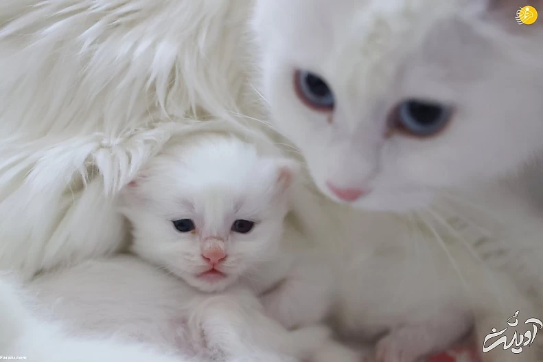 (تصاویر) ویژگیهای منحصربه فرد گربه وان